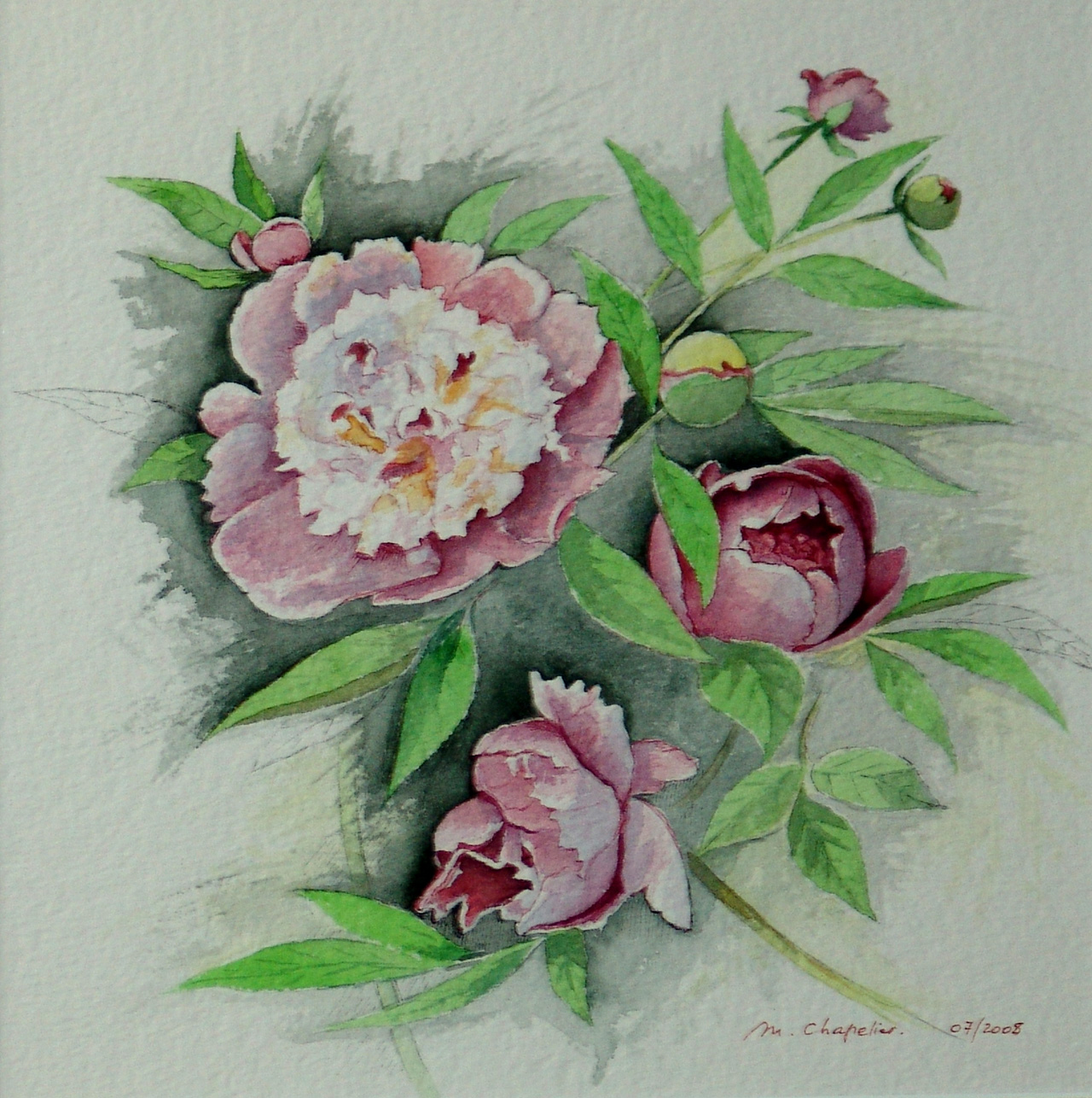 Pivoines