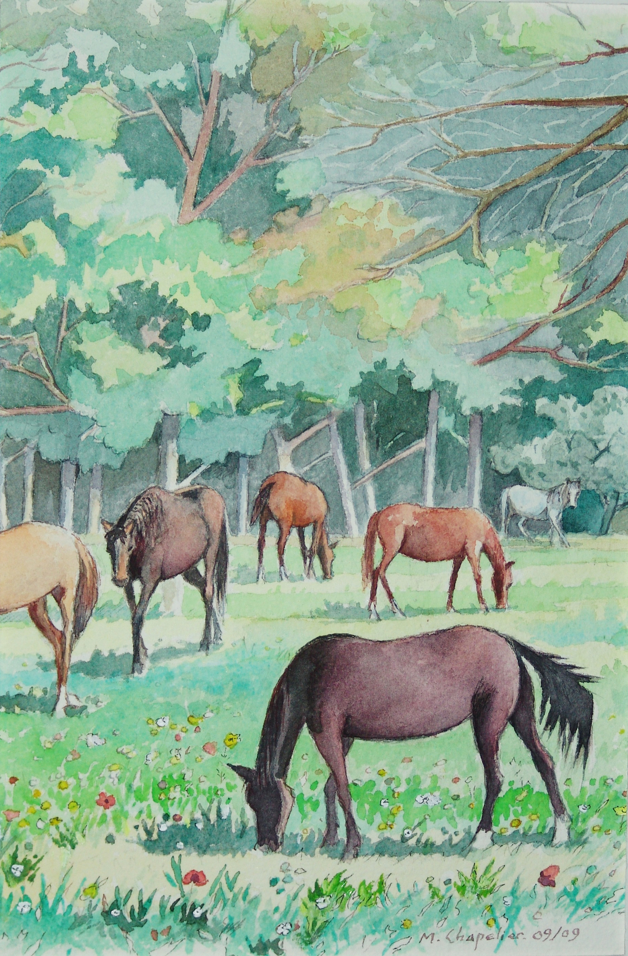 Chevaux à l'orée du bois