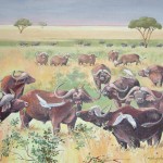 Buffles de savane
