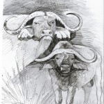 Buffles de savane