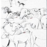 Moutons des pyrénées